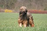 BRIARD 122